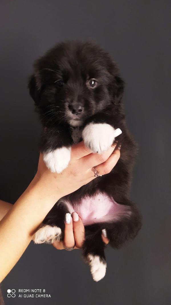 Karamel, Meravigliosa Cucciola Di Simil Pastore Maremmano